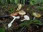 Gyilkos galóca (Amanita phalloides), Pilis